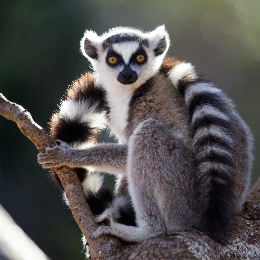 Ring tailed lemur