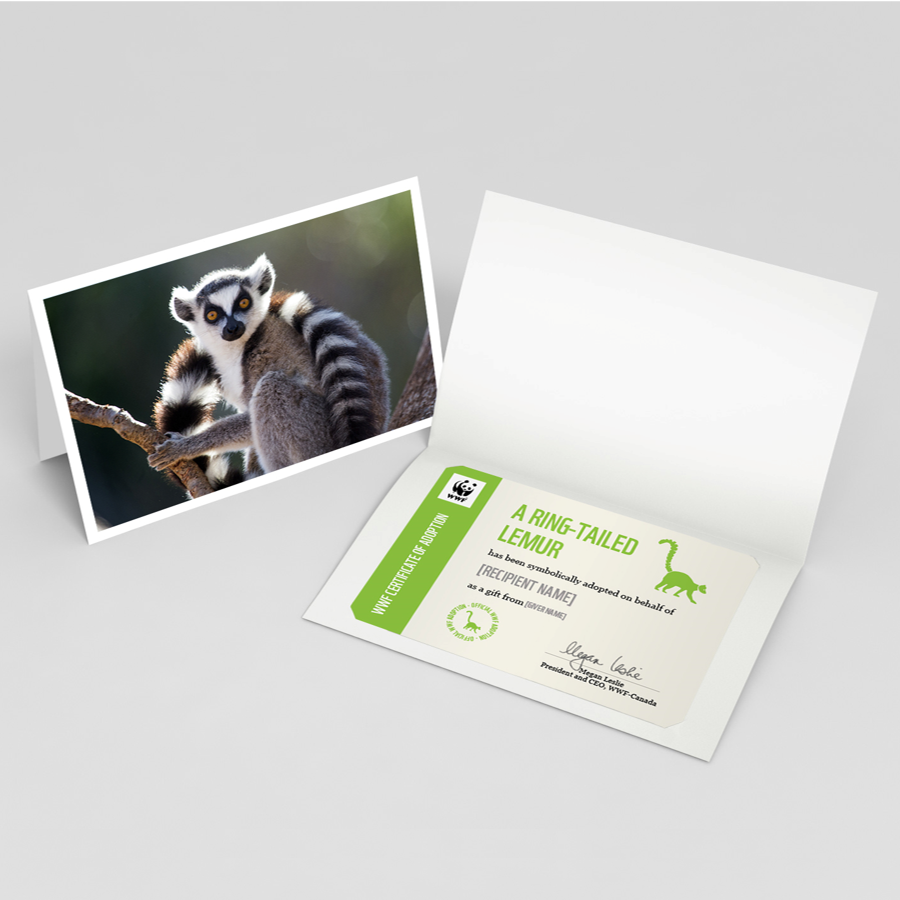 Ring-tailed lemur adoption card - WWF-Canada