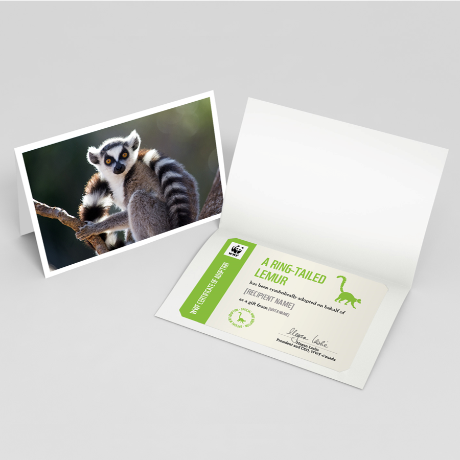 Ring-tailed lemur card