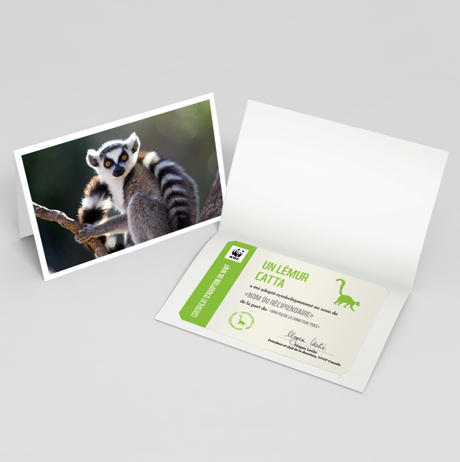 Carte lémur catta - WWF-Canada