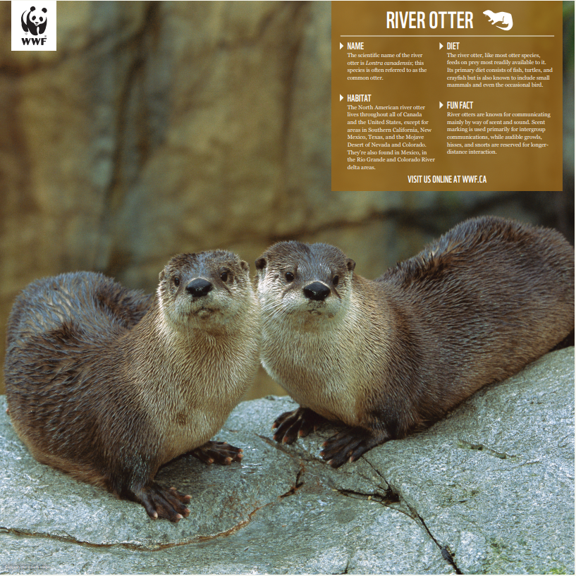 River otter - WWF-Canada