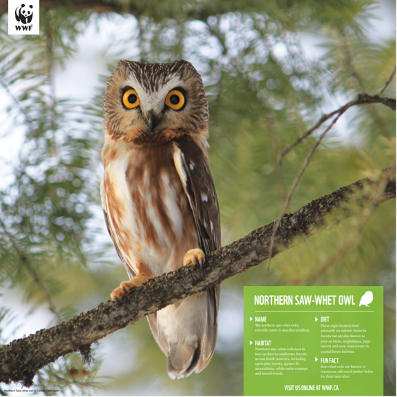 Saw-whet owl - WWF-Canada