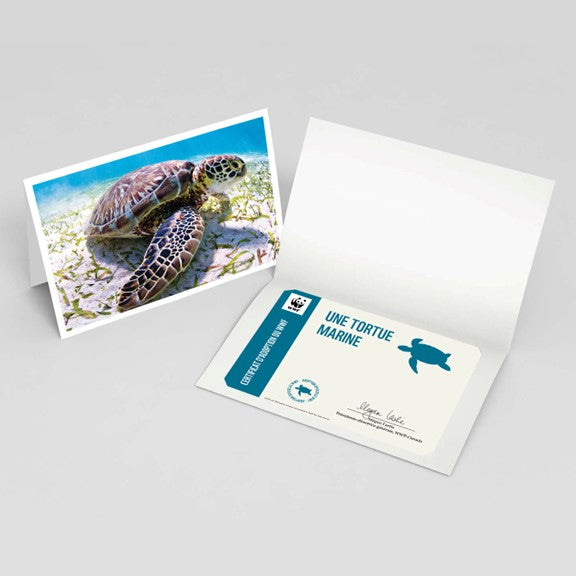 Carte tortue marine - WWF-Canada