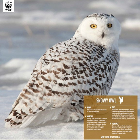 Snowy owl - WWF-Canada