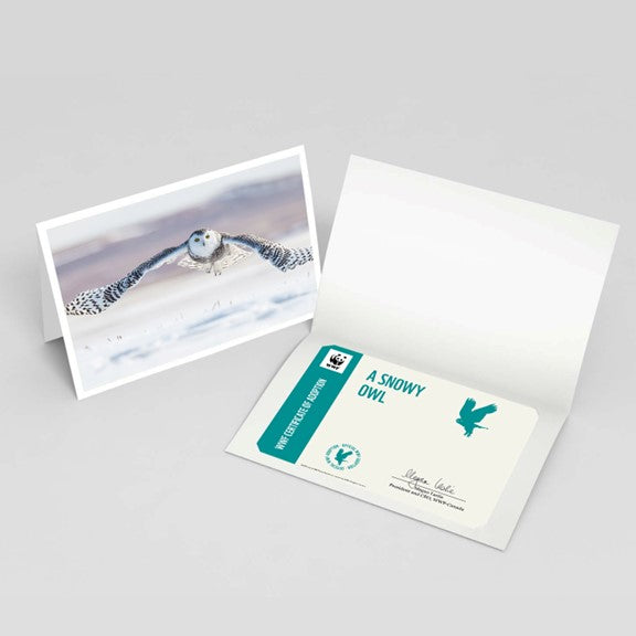 Snowy owl adoption card - WWF-Canada