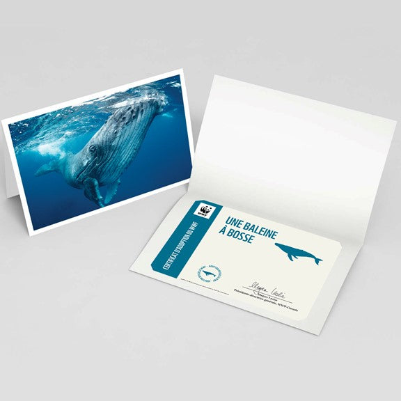 Carte baleine à bosse - WWF-Canada