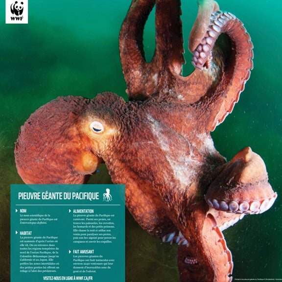 Pieuvre géante du Pacifique - WWF-Canada