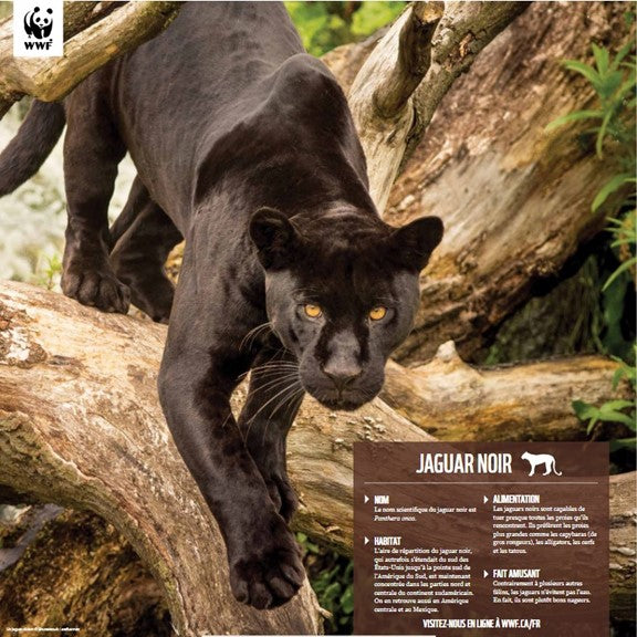 Jaguar noir - WWF-Canada