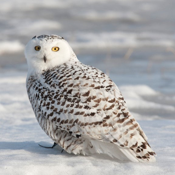 Snowy owl adoption card - WWF-Canada