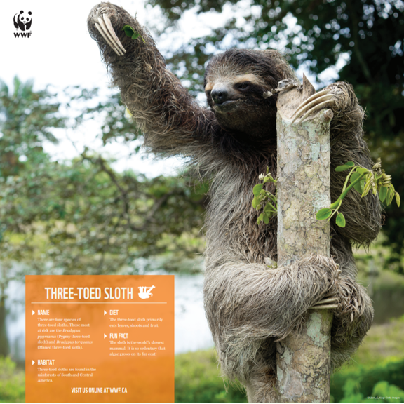 Three-toed sloth - WWF-Canada