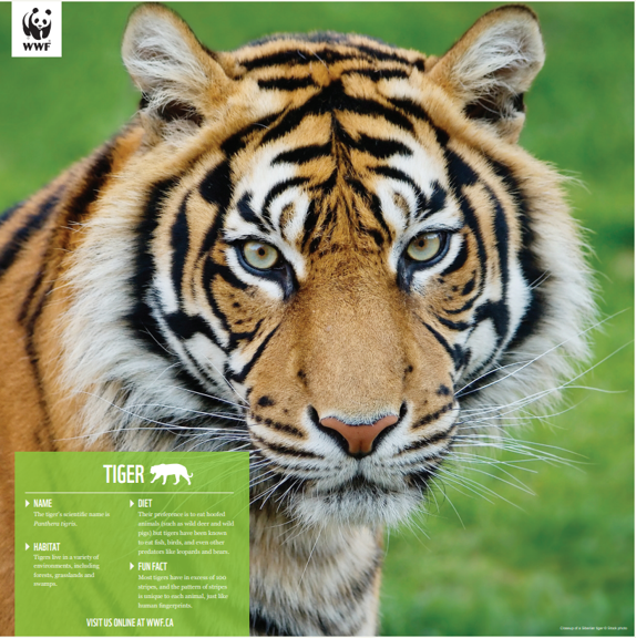 Tiger - WWF-Canada