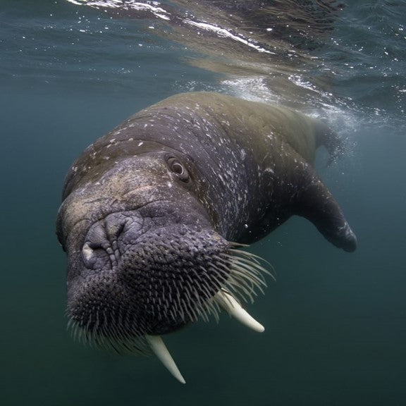 Walrus - WWF-Canada