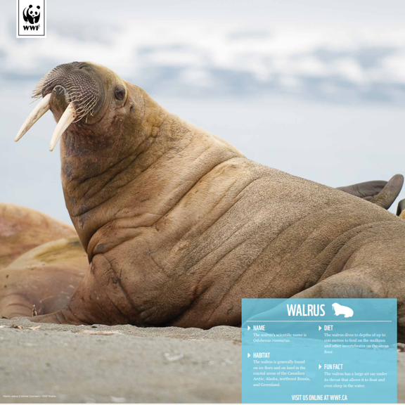 Walrus - WWF-Canada