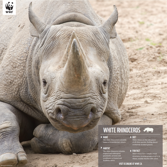 White rhinoceros - WWF-Canada