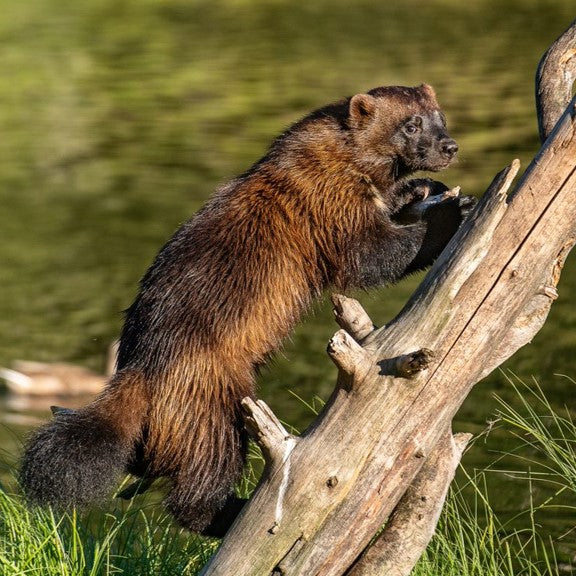 Wolverine 2024 animal plush