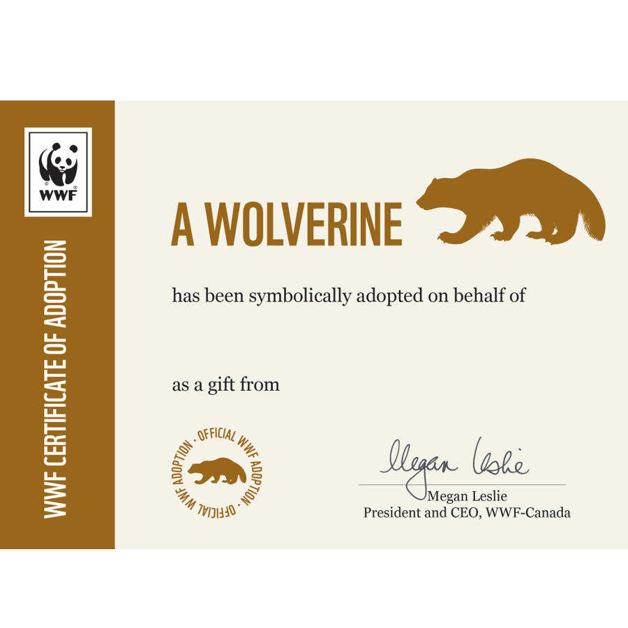 Wolverine - WWF-Canada