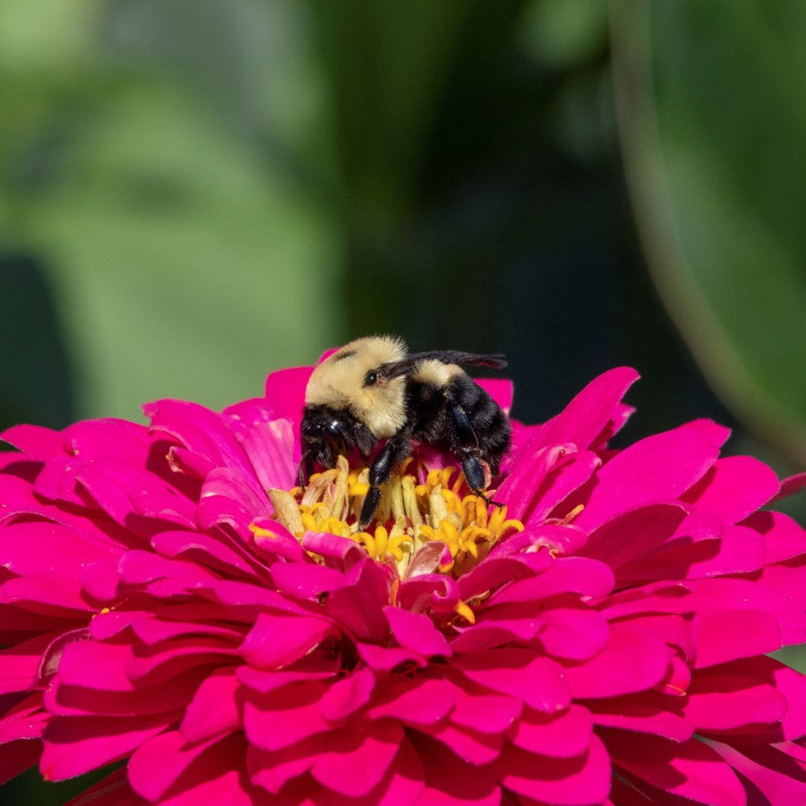 keep a bumblebee buzzing - WWF-Canada