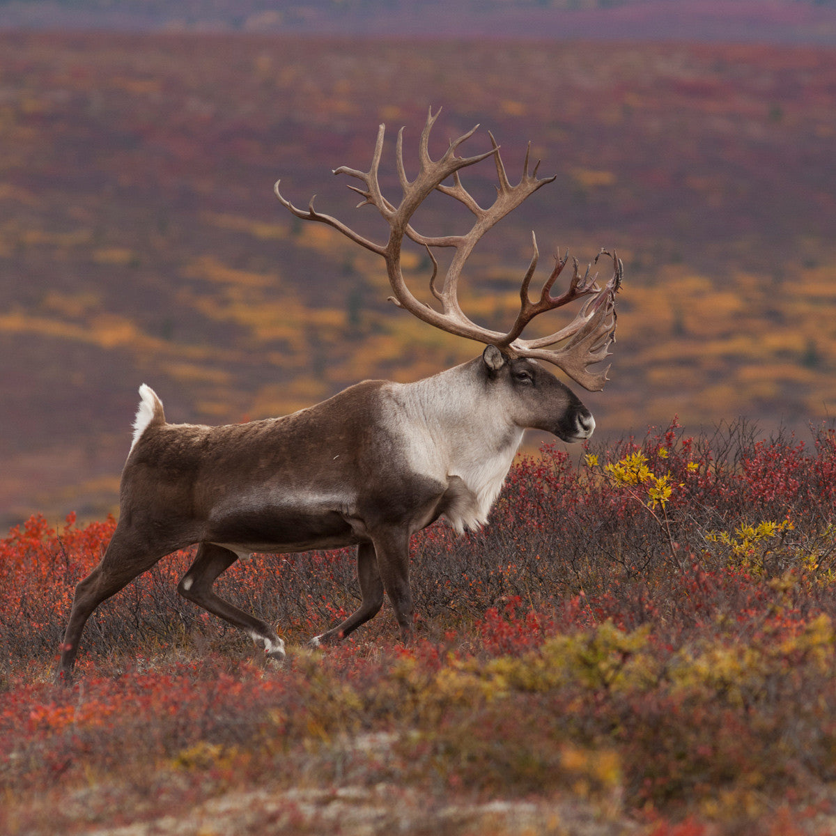 Caribou (Renne) - WWF-Canada