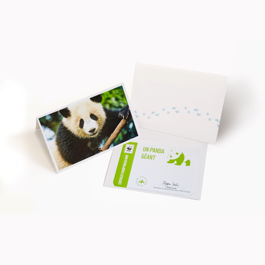 Carte panda géant - WWF-Canada