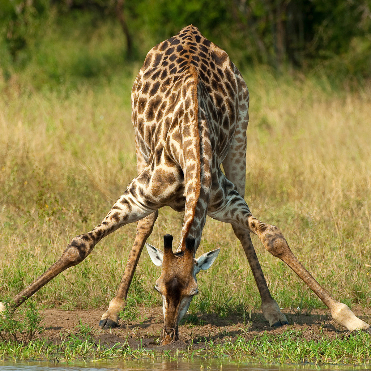 Giraffe - WWF-Canada