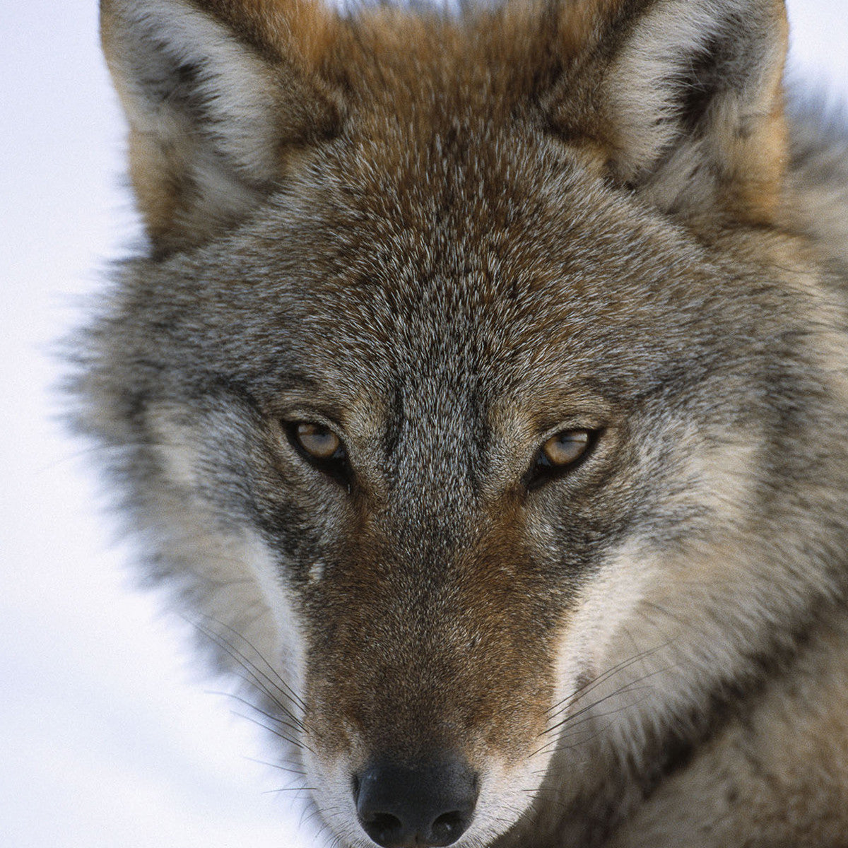 Grey wolf - WWF-Canada