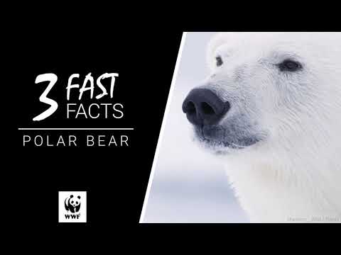 Polar bear - WWF-Canada