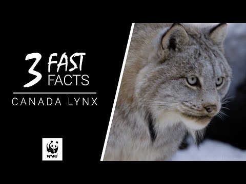 Canada lynx - WWF-Canada