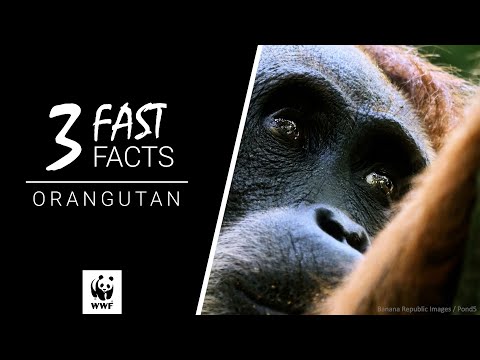 Orangutan adoption card - WWF-Canada
