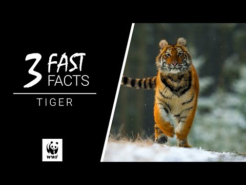 give a tiger a fighting chance - WWF-Canada