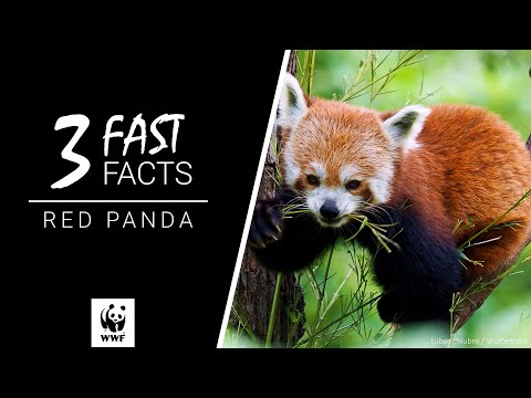 Red panda - WWF-Canada