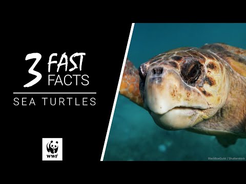 Sea turtle - WWF-Canada