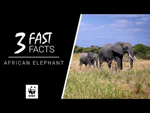 African elephant family - WWF-Canada