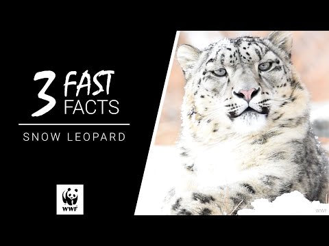 Snow leopard - WWF-Canada