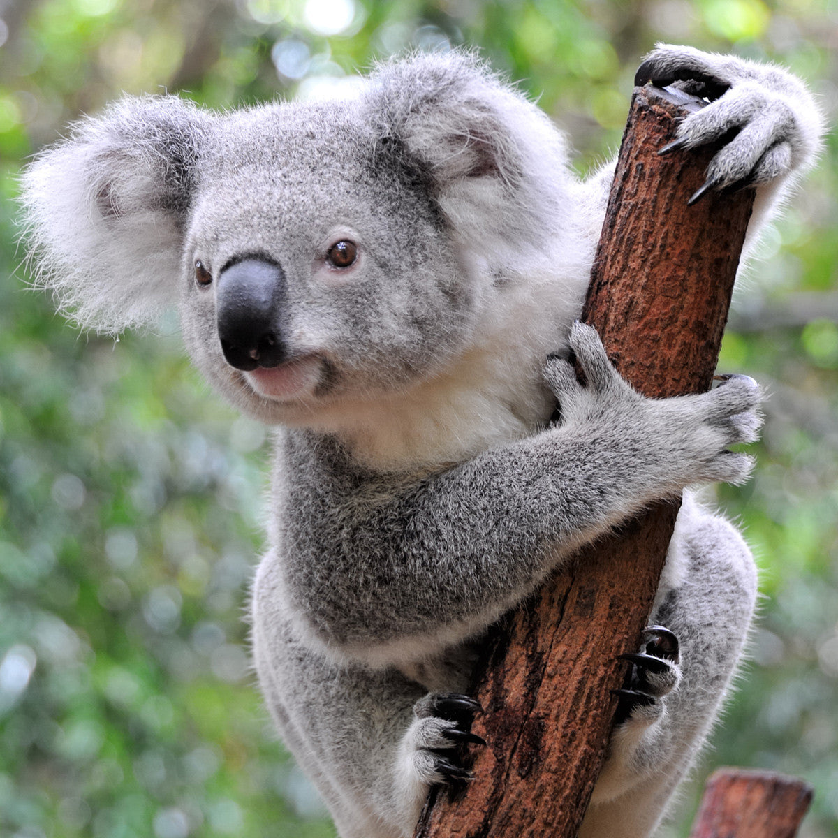 Koala - WWF-Canada