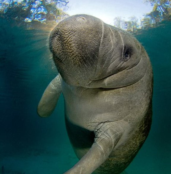 Manatee - WWF-Canada