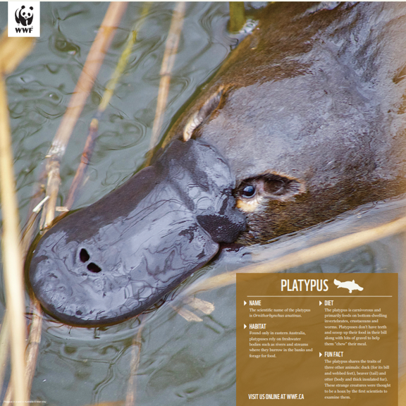 Platypus - WWF-Canada