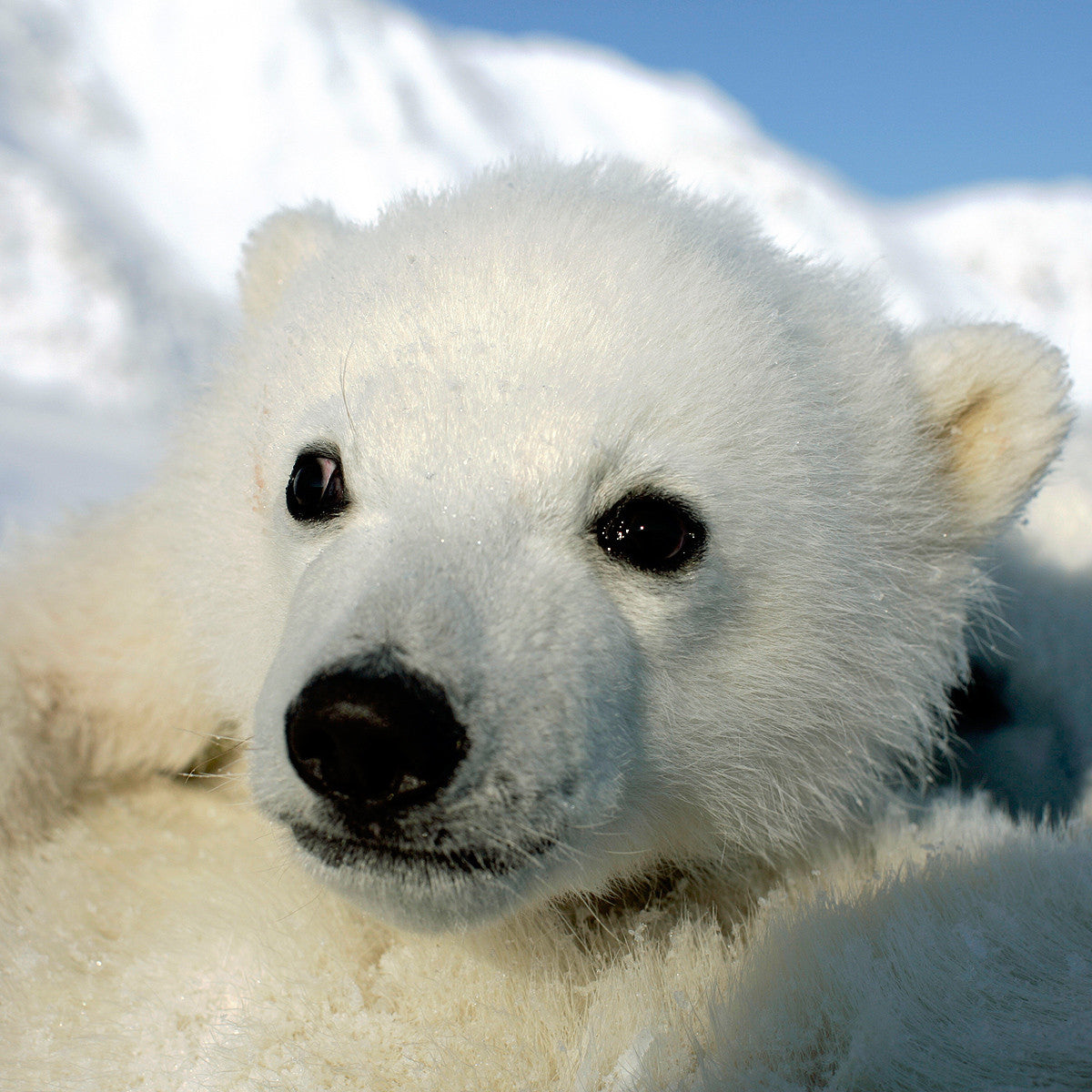 protect polar bear dens - WWF-Canada