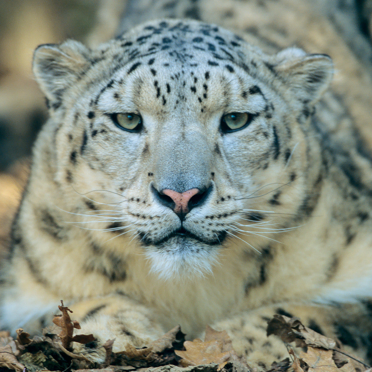 Snow leopard sales soft toy wwf