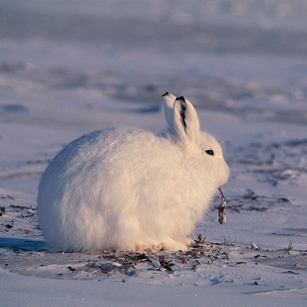 Arctic hare - WWF-Canada