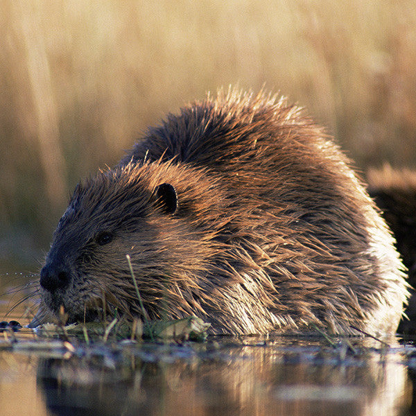 North American beaver - WWF-Canada