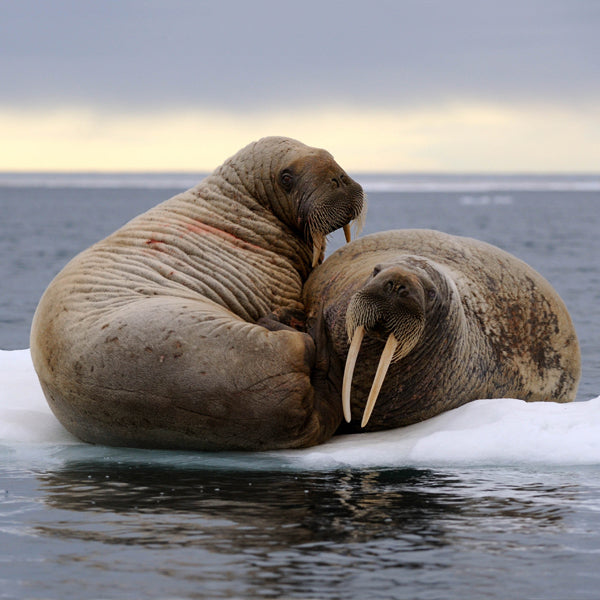 protect walruses in the Canadian Arctic - WWF-Canada