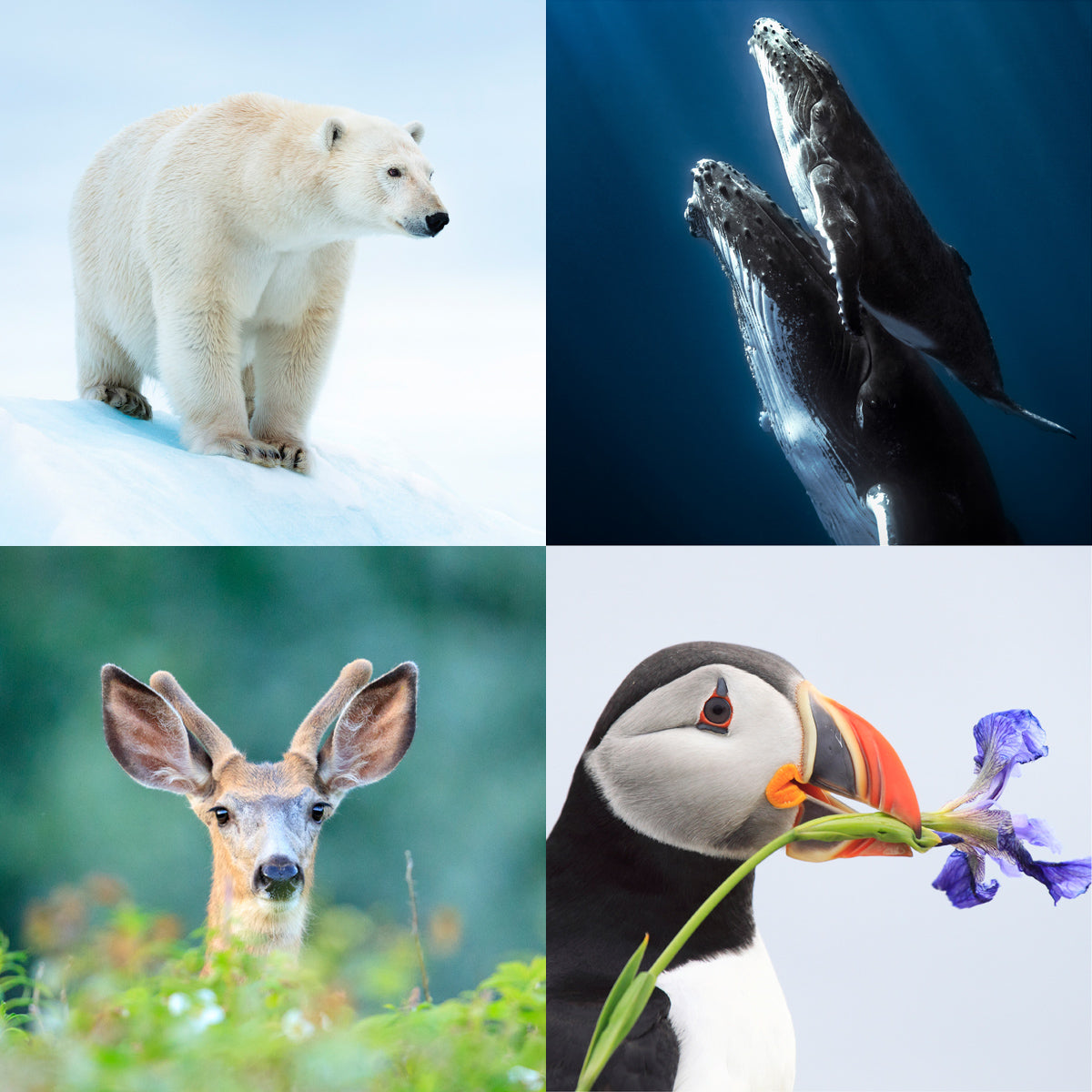 Canadian species greeting card bundle (4 pack) - WWF-Canada