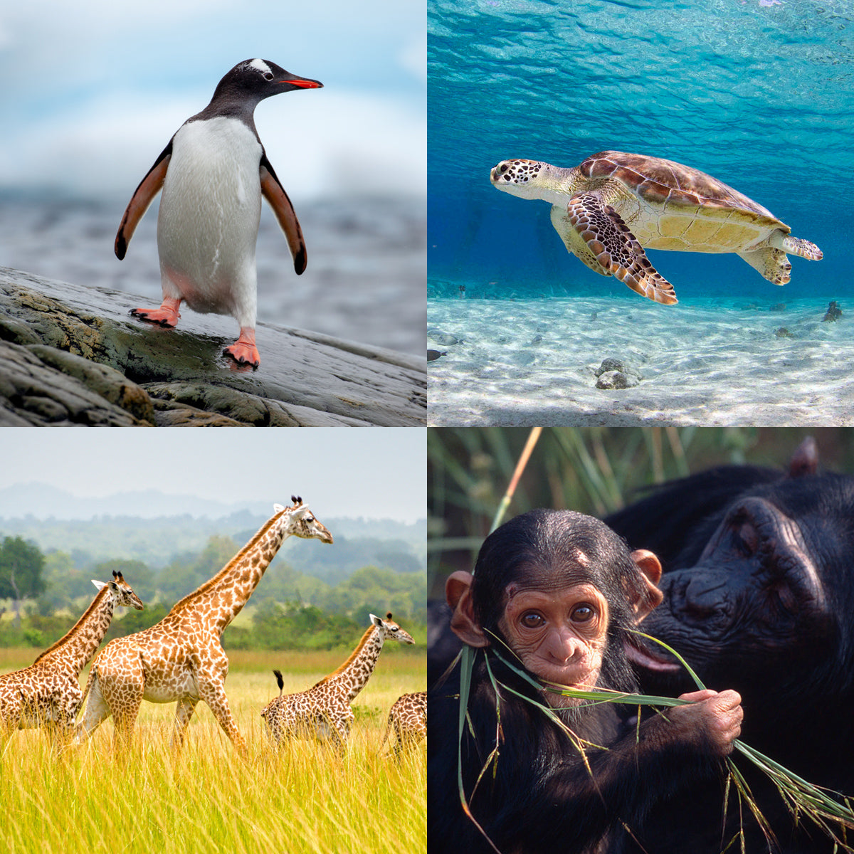 International species greeting card bundle (4 pack) - WWF-Canada
