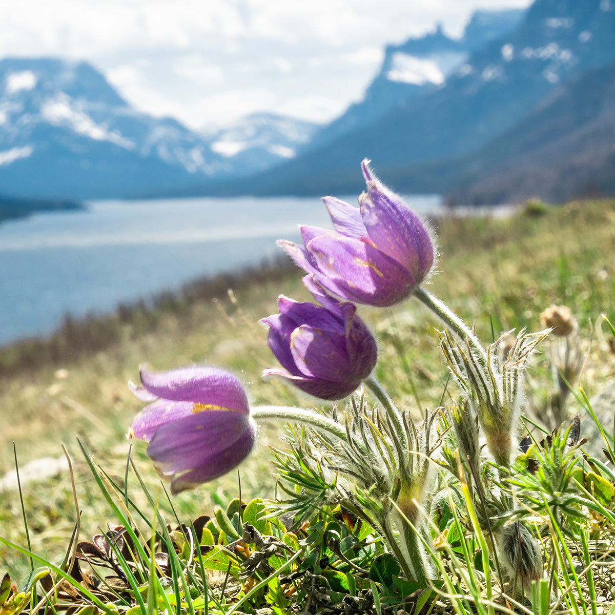 nourish nature with a wildflower bouquet - WWF-Canada