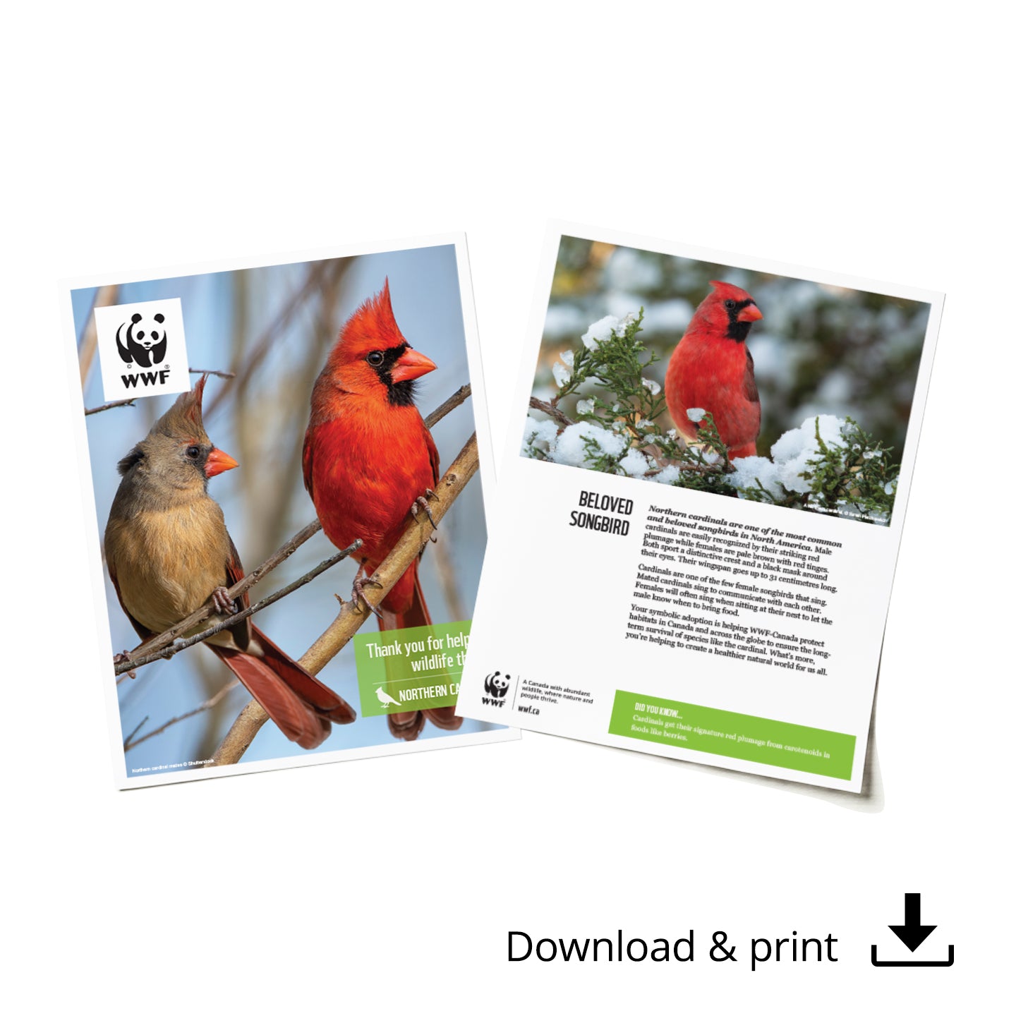 Cardinal digital adoption - WWF-Canada