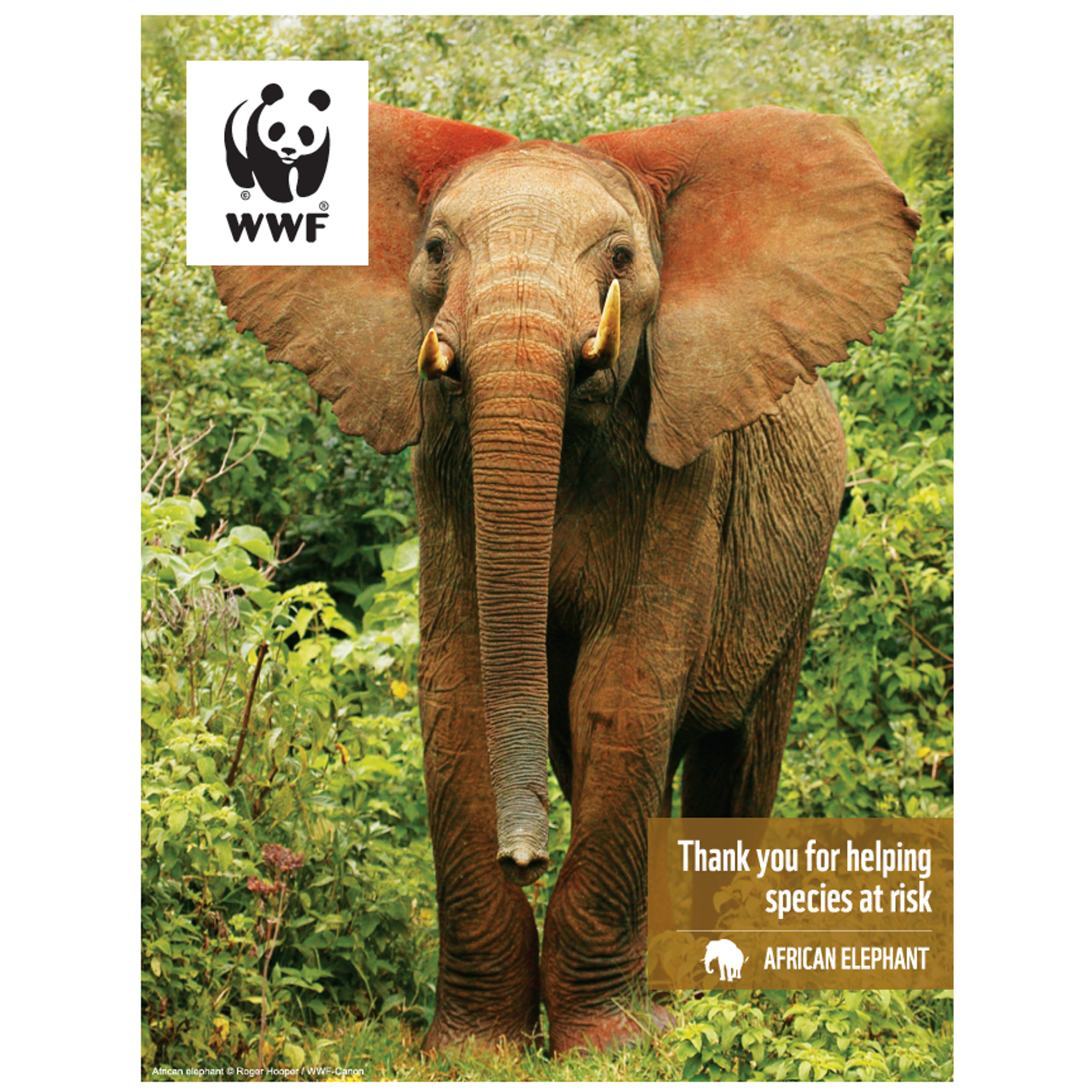 African elephant digital adoption - WWF-Canada