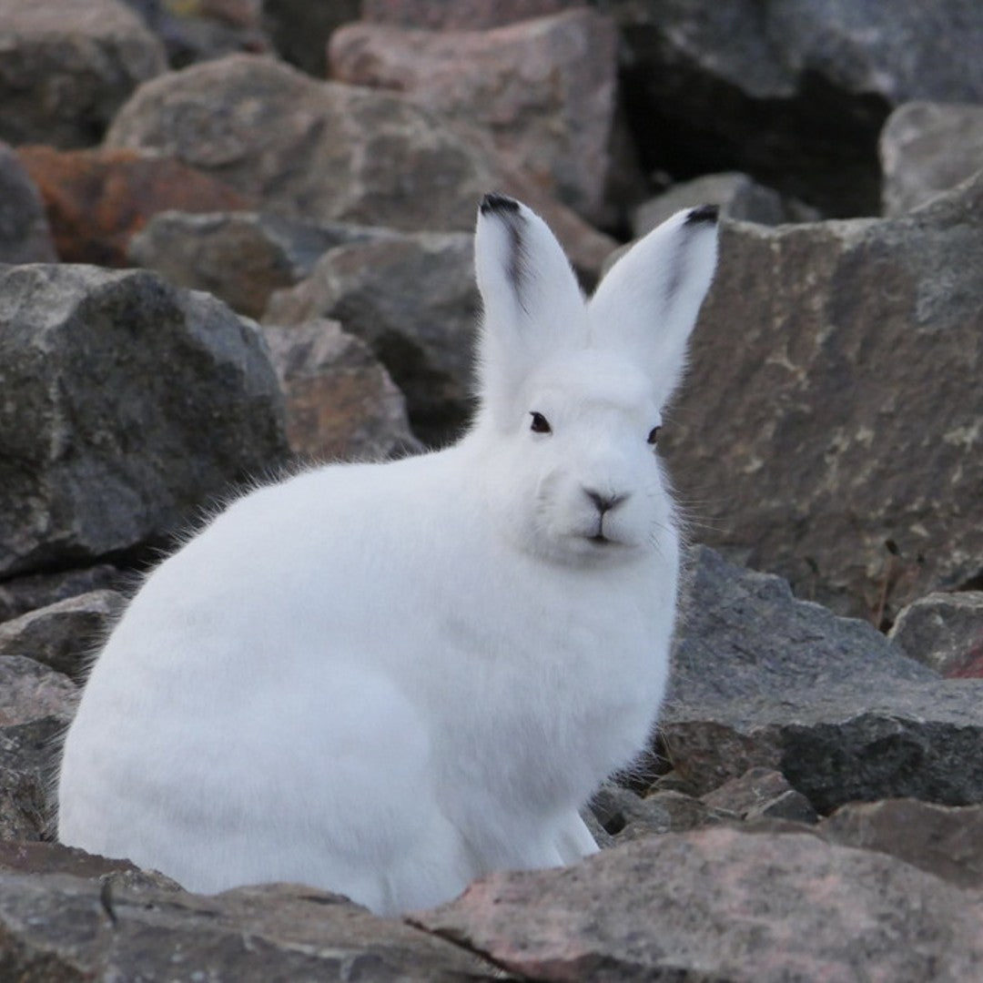 Arctic hare digital adoption - WWF-Canada