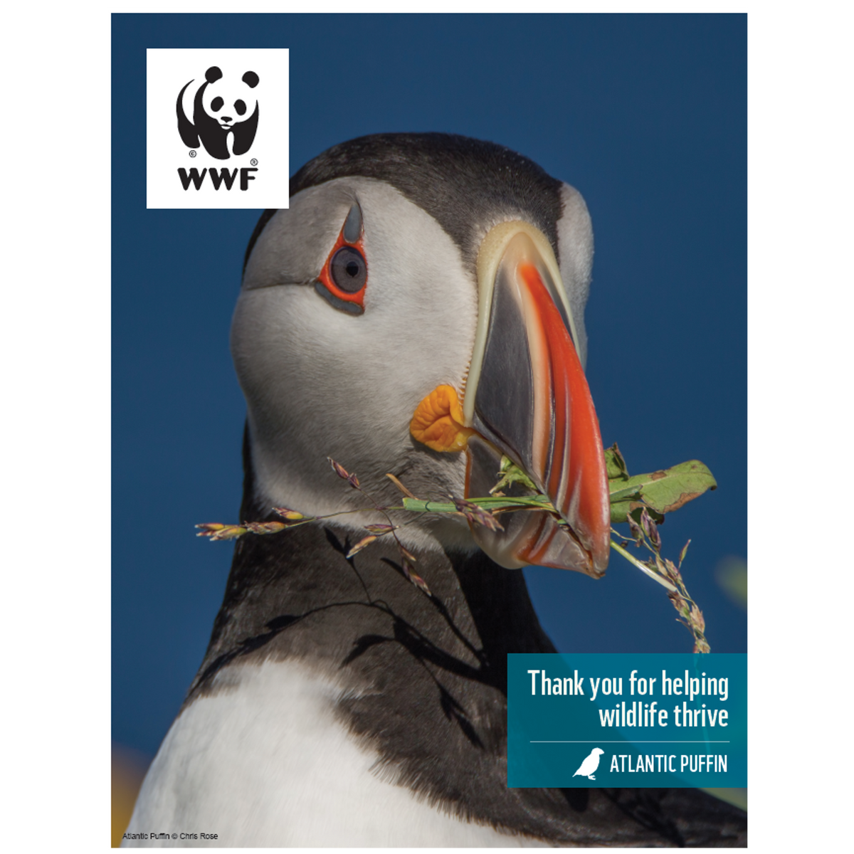 Atlantic Puffin Digital Adoption | WWF-Canada