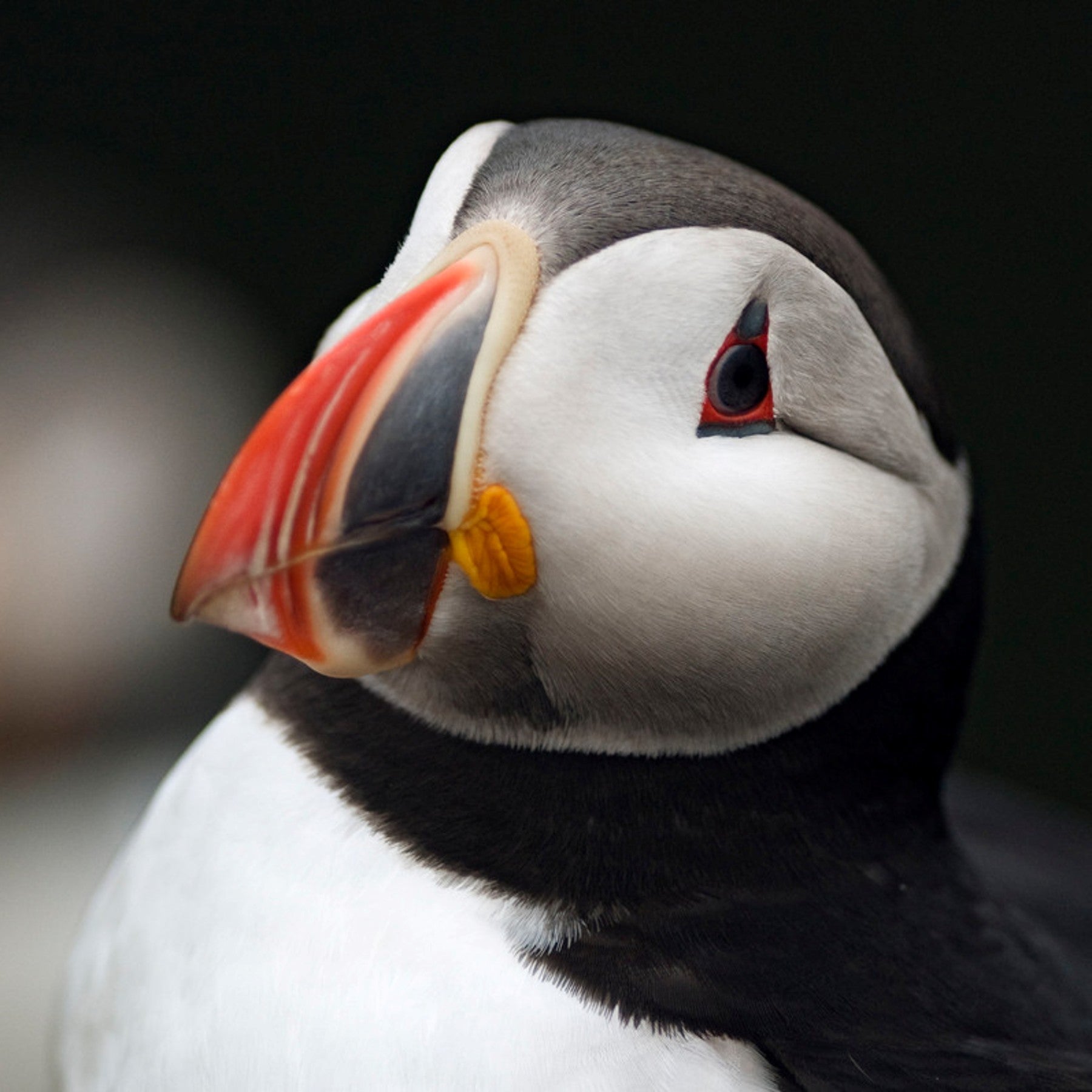 Atlantic puffin digital adoption - WWF-Canada
