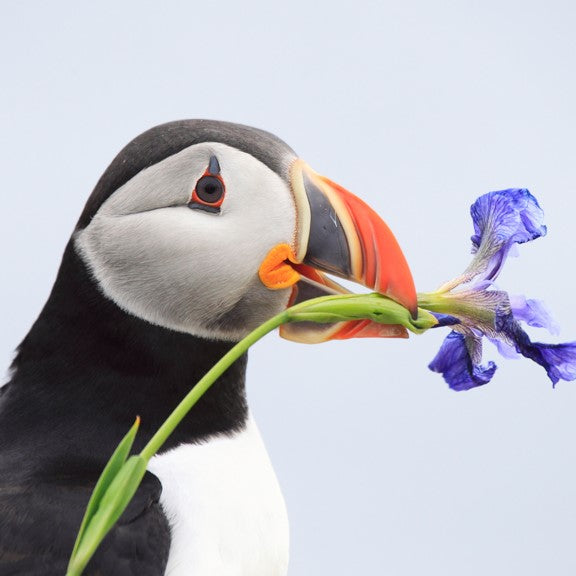 Atlantic puffin e-card - WWF-Canada